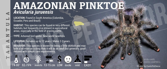 Avicularia juruensis 'Amazonian Pink Toe' Tarantula