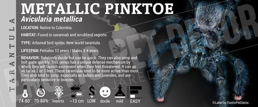 Avicularia metallica 'Metallic Pinktoe' Tarantula