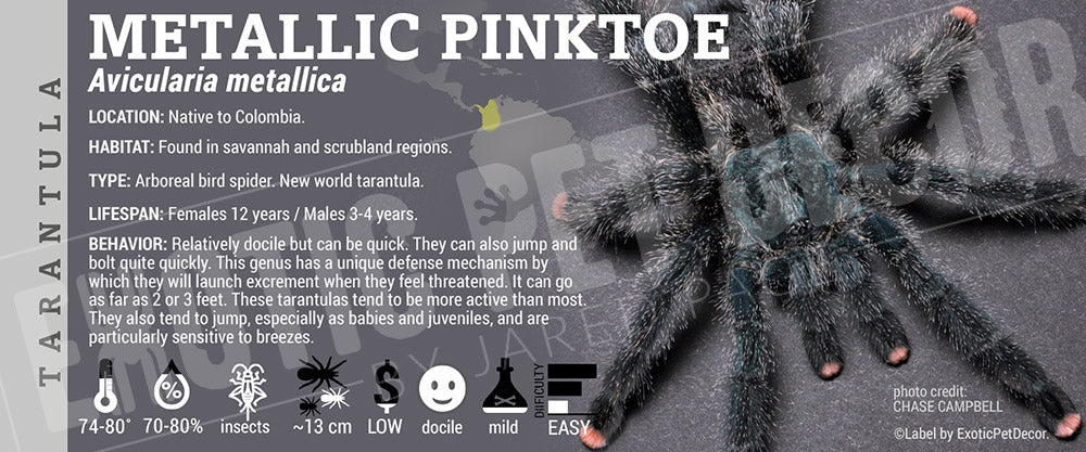 Avicularia metallica 'Metallic Pinktoe' Tarantula