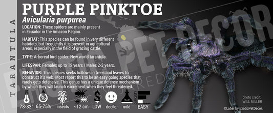 Avicularia purpurea 'Purple Pinktoe' Tarantula