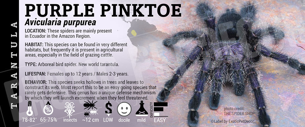 Avicularia purpurea 'Purple Pinktoe' Tarantula