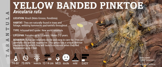 Avicularia rufa 'Yellow Banded Pinktoe' Tarantula