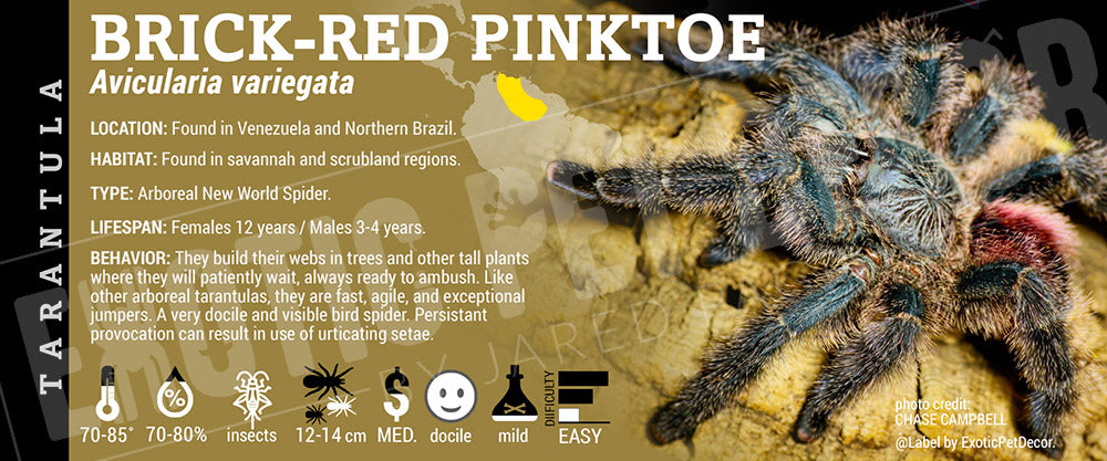 Avicularia variegata 'Brick Red Pinktoe' Tarantula