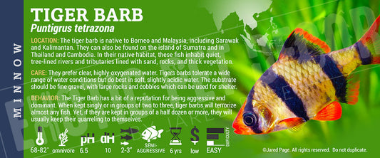 Barbus tetrazona 'Tiger Barb' Fish