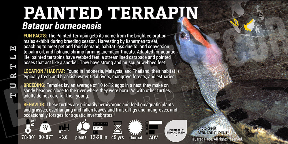 Batagur borneoensis 'Painted Terrapin' Turtle