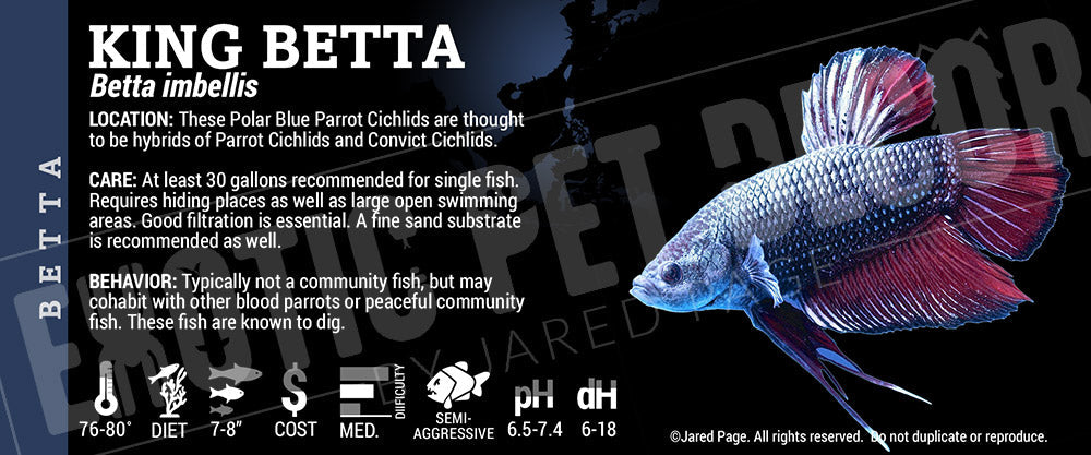 Betta imbellis 'King Betta Fish'