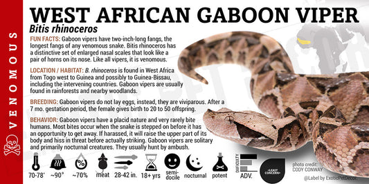 Bitis rhinoceros 'West African Gaboon' Viper