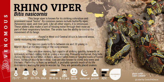 Bitis nasicornis 'Rhino' Viper