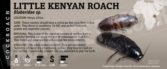 Blaberidae sp. 'Little Kenyan' Roach