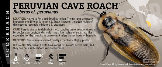 Blaberus cf. peruvianus 'Peruvian Cave' Roach