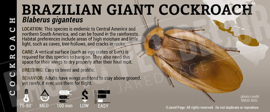 Blaberus giganteus 'Brazilian Giant' Roach