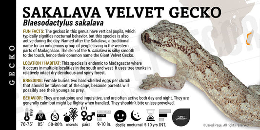 Blaesodactylus sakalava 'Sakalava Velvet' Gecko