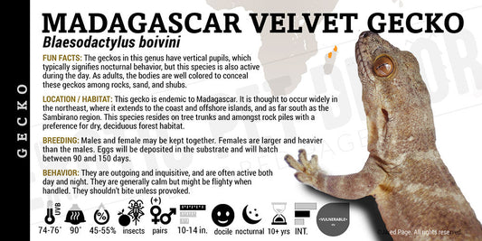 Blaesodactylus boivini 'Madagascar Velvet' Gecko