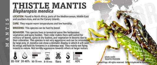 Blepharopsis mendica 'Thistle' Mantis