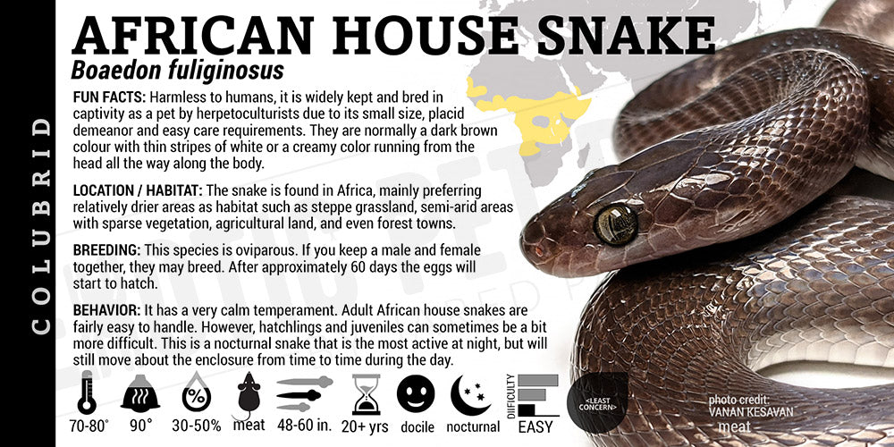 Boaedon fuliginosus 'African House' Snake