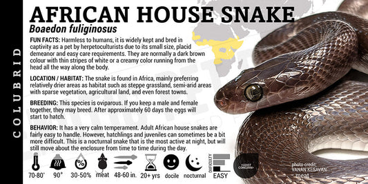 Boaedon fuliginosus 'African House' Snake