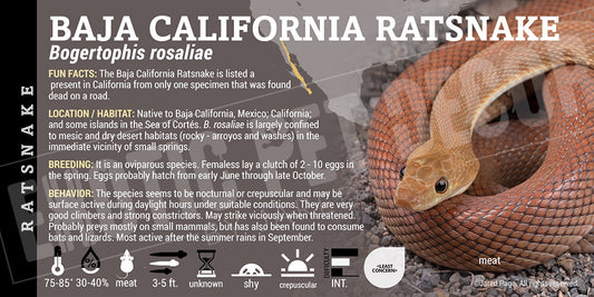 Bogertophis rosaliae 'Baja California' Ratsnake