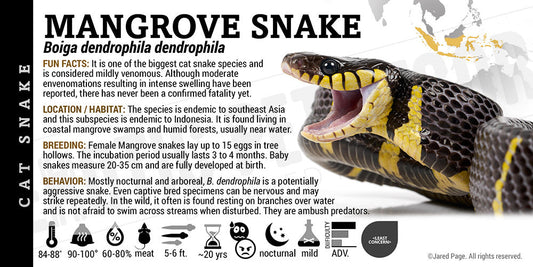 Boiga dendrophila dendrophila 'Mangrove' Snake