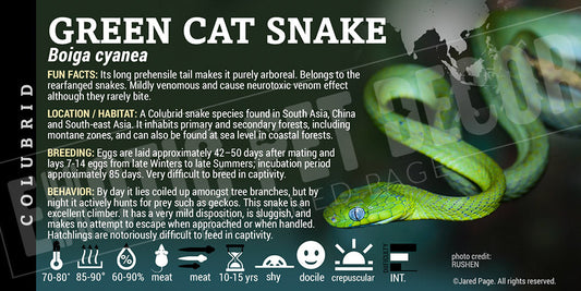 Boiga cyanea 'Green Cat' Snake