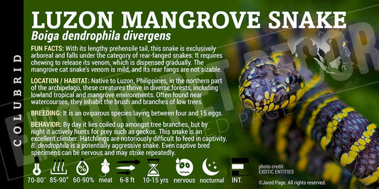 Boiga dendrophila divergens 'Luzon Mangrove' Snake