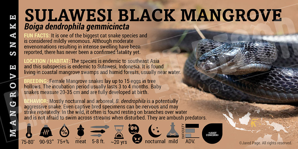 Boiga dendrophila gemmicincta 'Sulawesi Black Mangrove' Snake