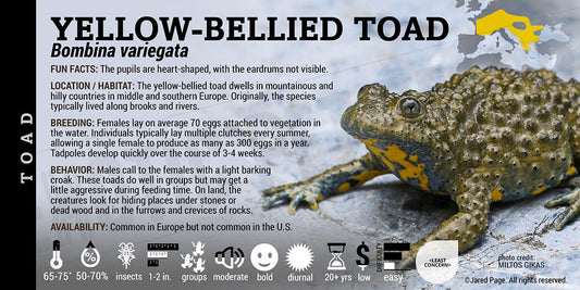 Bombina variegata 'Yellow Bellied Toad'