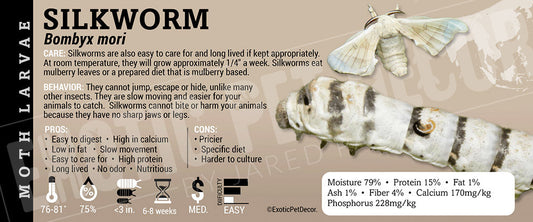 Bombyx mori 'Silkworm' Feeder
