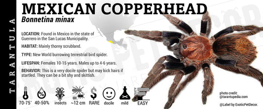 Bonnetina minax 'Mexican Copperhead' Tarantula