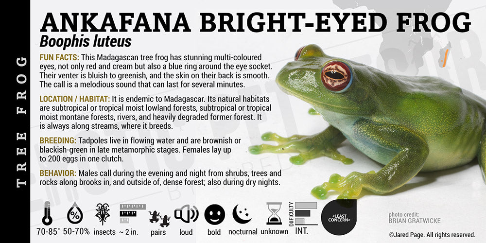 Boophis luteus 'Ankafana Bright Eyed Frog'