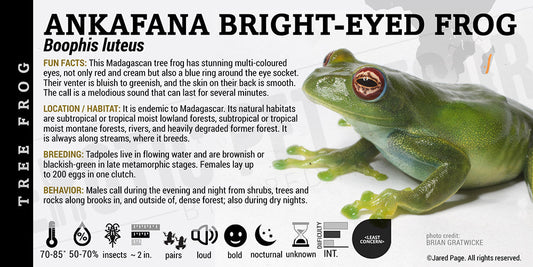 Boophis luteus 'Ankafana Bright Eyed Frog'