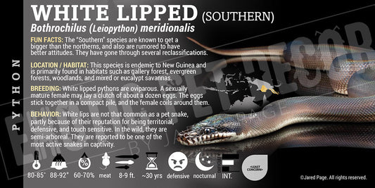 Bothrochilus hoserae 'Southern White Lipped' Python