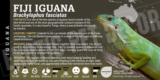 Brachylophus fasciatus 'Fiji' Iguana