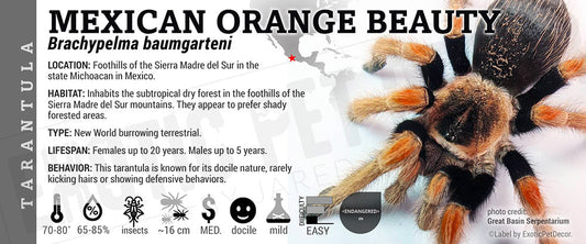 Brachypelma baumgarteni 'Mexican Orange Beauty' Tarantula