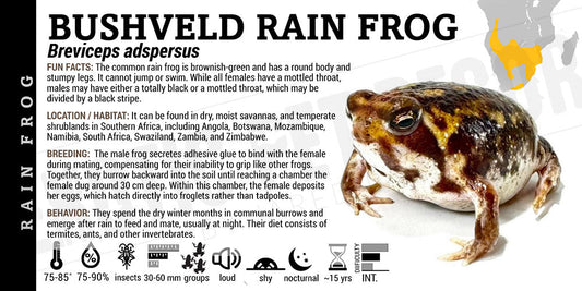 Breviceps adspersus 'Rainfrog'