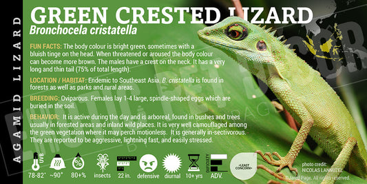 Bronchocela cristatella 'Green Crested' Lizard