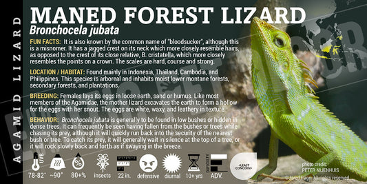 Bronchocela jubata 'Maned Forest' Lizard
