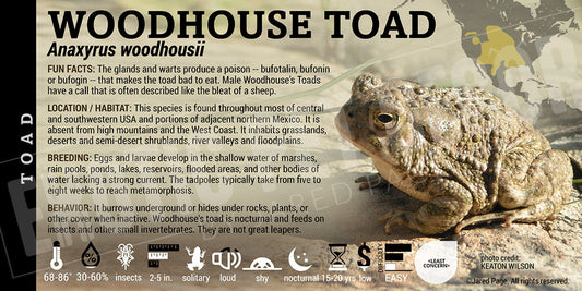 Bufo woodhousii 'Woodhouse Toad'