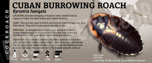 Byrsotria fumigata 'Cuban Burrowing Roach '