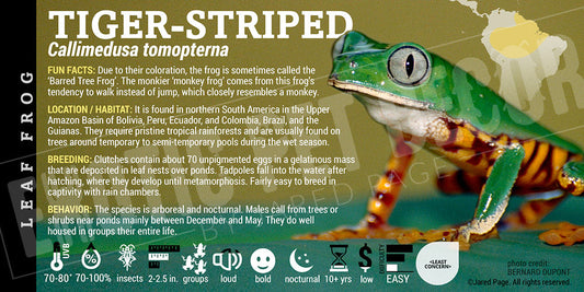 Callimedusa tomopterna 'Super Tiger Leg Monkey Tree Frog'