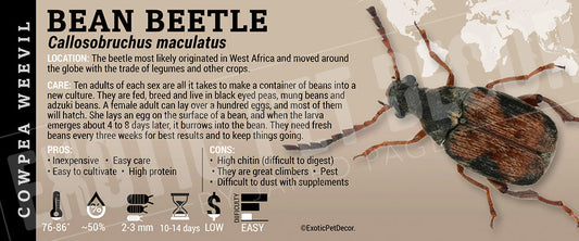 Callosobruchus maculatus 'Bean' Beetle