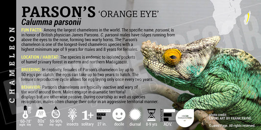 Calumma parsonii 'Orange Eye Parson's' Chameleon