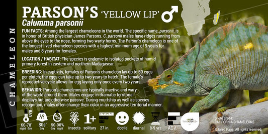 Calumma parsonii 'Yellow Lip Parson's' Chameleon