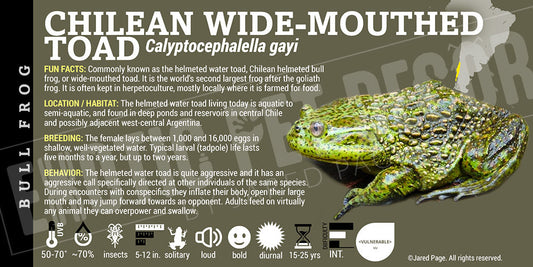 Calyptocephalella gayi 'Chilean Wide Mouth Toad'