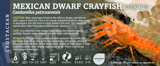 Cambarellus patzcuarensis 'Mexican Dwarf Crayfish'