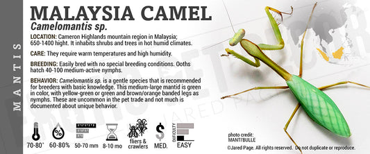 Camelomantis sp. 'Malaysia Camel' Mantis