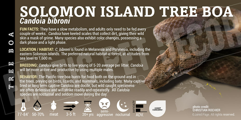 Candoia bibroni 'Solomon Island Tree' Boa