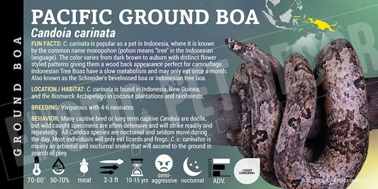 Candoia carnita 'Pacific Ground' Boa