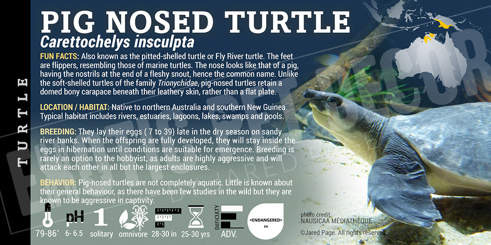 Carettochelys insculpta 'Pig Nosed' Turtle