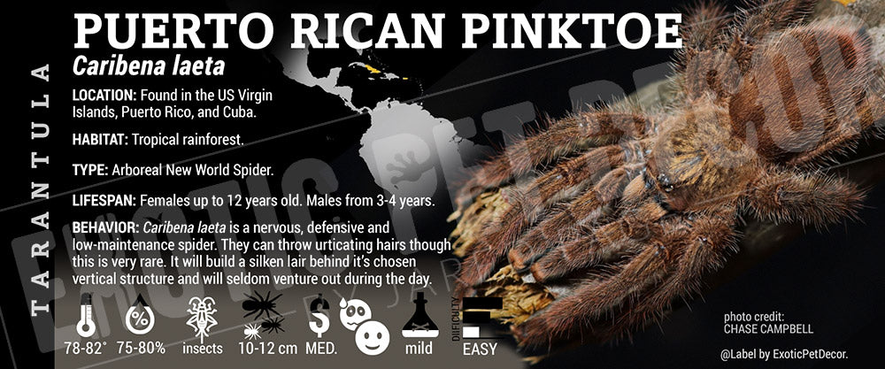Caribena laeta 'Puerto Rican Pinktoe' Tarantula