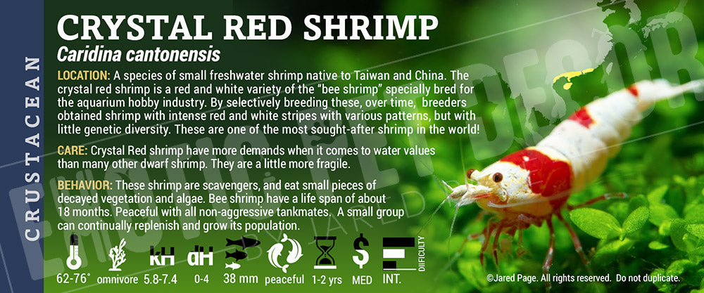 Caridina cantonensis 'Crystal Red Shrimp'